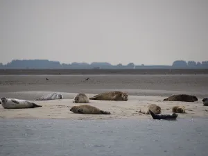 Ontdek de prachtige Westerschelde. Foto: ScheldeSafari.