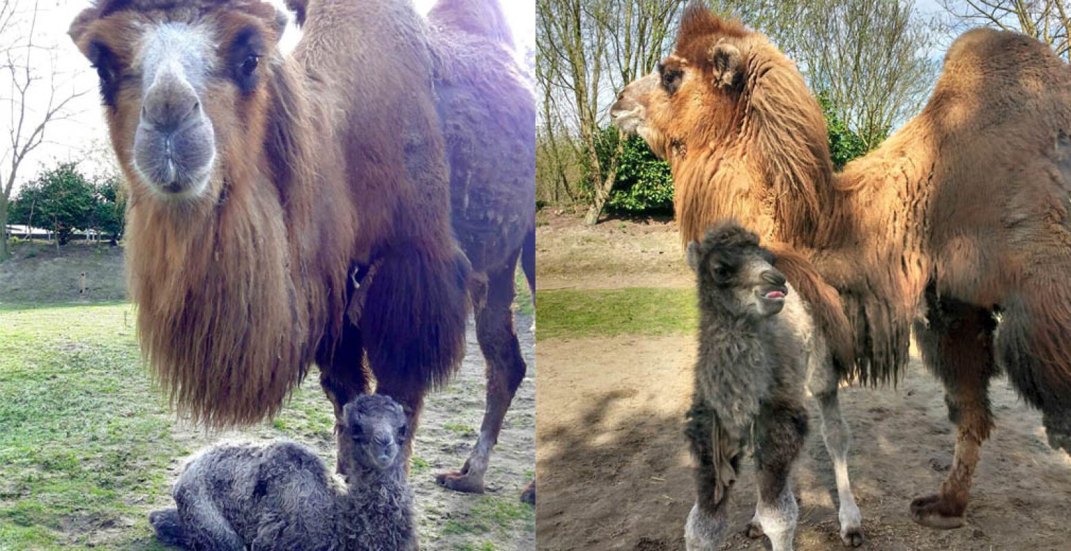 Moeder Faya met haar pasgeboren babykameeltje. Foto: Dierenrijk.