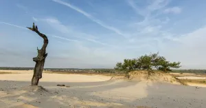 De Loonse en Drunense Duinen als levend stuifzandgebied De Loonse en Drunense Duinen als levend stuifzandgebied | Foto geüpload door gebruiker Natuurmonumenten.