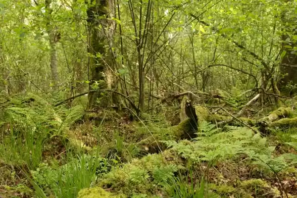 Begeleide stiltewandeling Hondsrug de Zeijerstrubben | Foto geüpload door gebruiker Staatsbosbeheer.