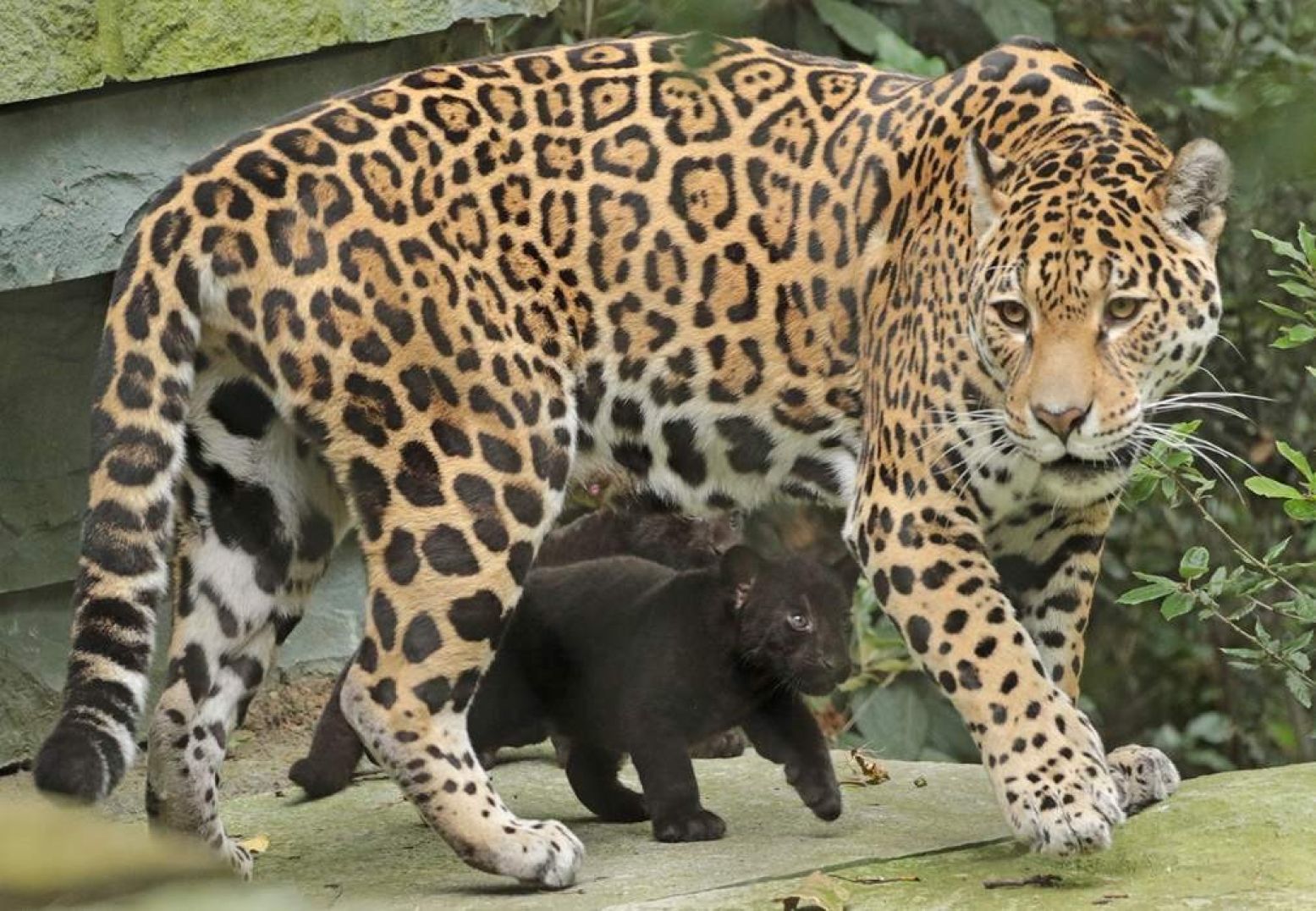 De jaguarwelpen voor het eerst naar buiten. Foto: ARTIS, Joke Kok.