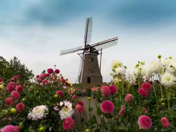 Foto: Bloemencorso Rekken Foto: Bloemencorso Rekken
