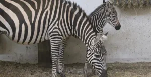 Ga op kraambezoek bij de jongste dieren in dierentuinen Een zebrajong in WILDLANDS. Foto: WILDLANDS Adventure Zoo Emmen
