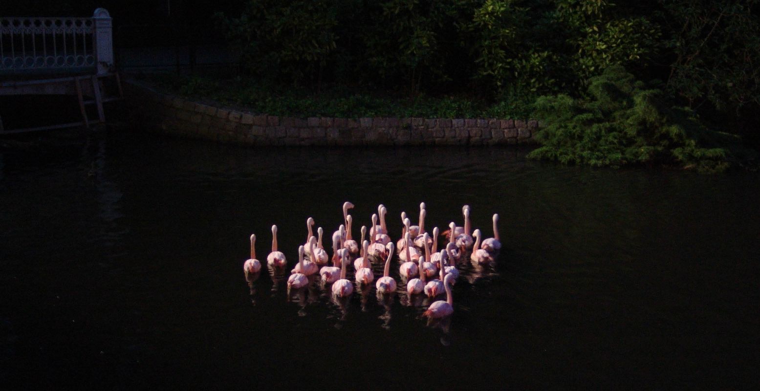 Bewonder slapende flamingo's in ARTIS. Foto: Goos van der Sijde