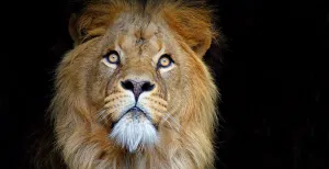 ARTIS is een alfa armer: iconische leeuw Caesar (20) overleden ARTIS is op zoek naar een nieuwe mannetjesleider voor bij de leeuwen. Foto: ARTIS © Ronald van Weeren.