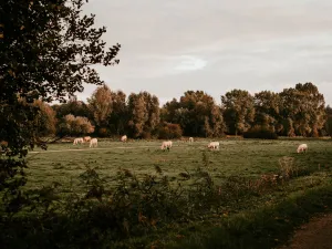 Allemaal koeien. Foto: Bureau Duizenddingen i.o.v. Breda Marketing