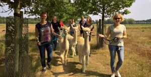 Over de foto: Wandelen met alpaca's: voor liefhebbers van de bijzondere, wollige beestjes een droom die uitkomt! Foto: Alpacafarm Vorstenbosch. Wandelen met alpaca's: voor liefhebbers van de bijzondere, wollige beestjes een droom die uitkomt! Foto: Alpacafarm Vorstenbosch.
