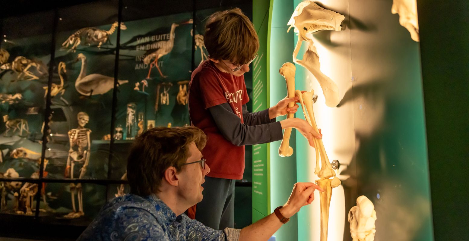 Onderzoek verschillende botten. Foto: Universiteitsmuseum Utrecht