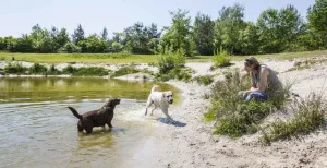 Ga een dagje weg met je hond