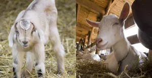 Gemekker en lekker eten in het Amsterdamse Bos In de stal kun je dichtbij de geiten komen en ze voeren. Foto: Geitenboerderij Ridammerhoeve.