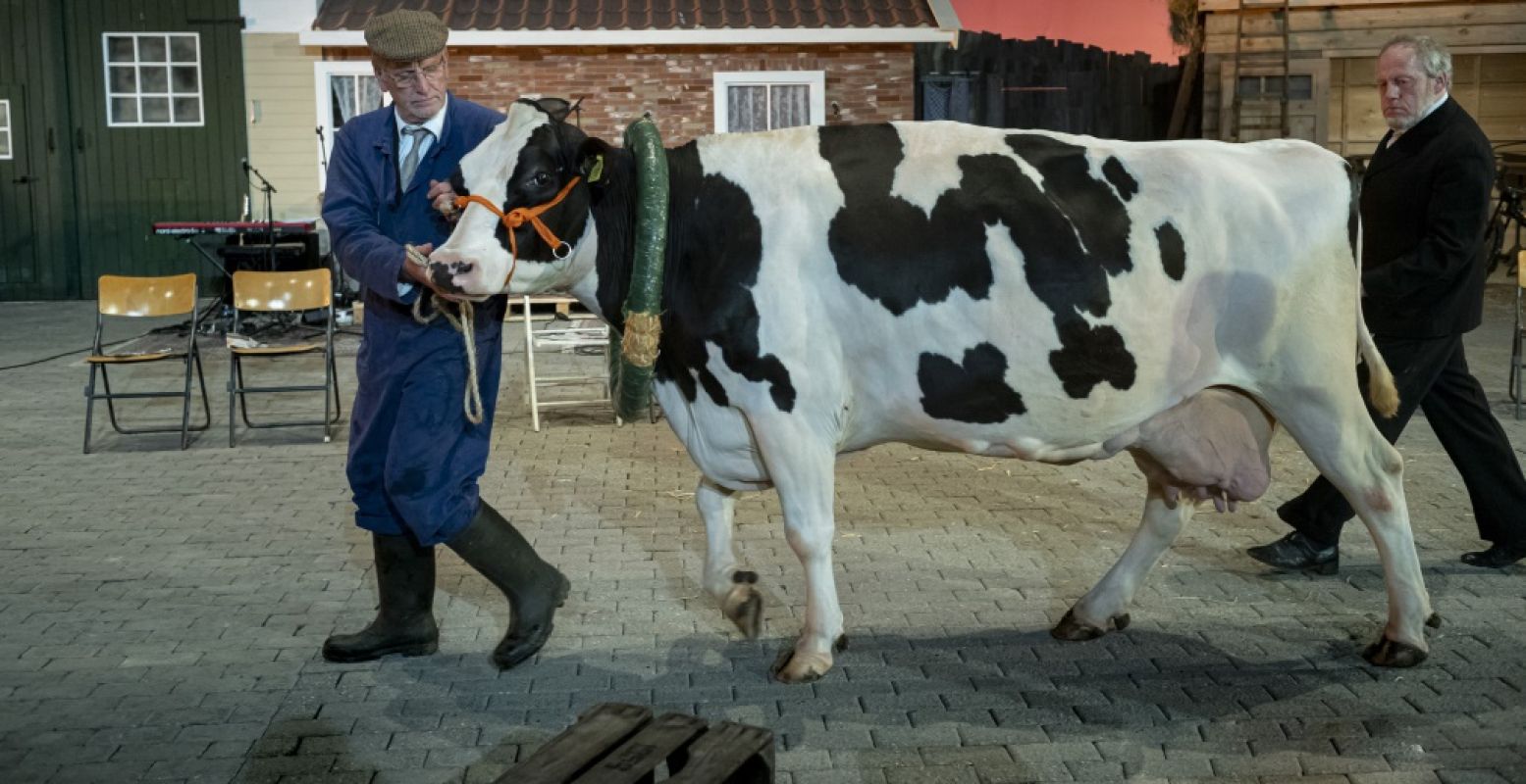 Een van de sterren van de show: koe Jeanne. Foto: Hanna van Hendrik, Schouwburg Hengelo © Ben van Duin.