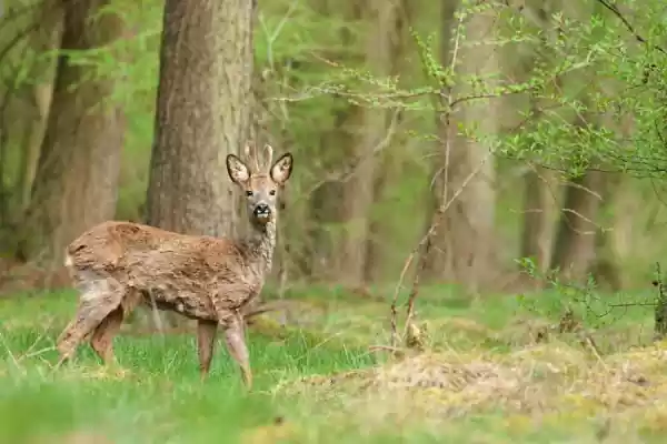 Reeën van de Lage Vuursche Ree aan de bosrand | Foto geüpload door gebruiker Staatsbosbeheer.