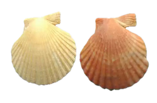 Natuurspreekuur _Strandfossielen_ Mantelschelp wel en niet fossiel - Foto: Harry Raad