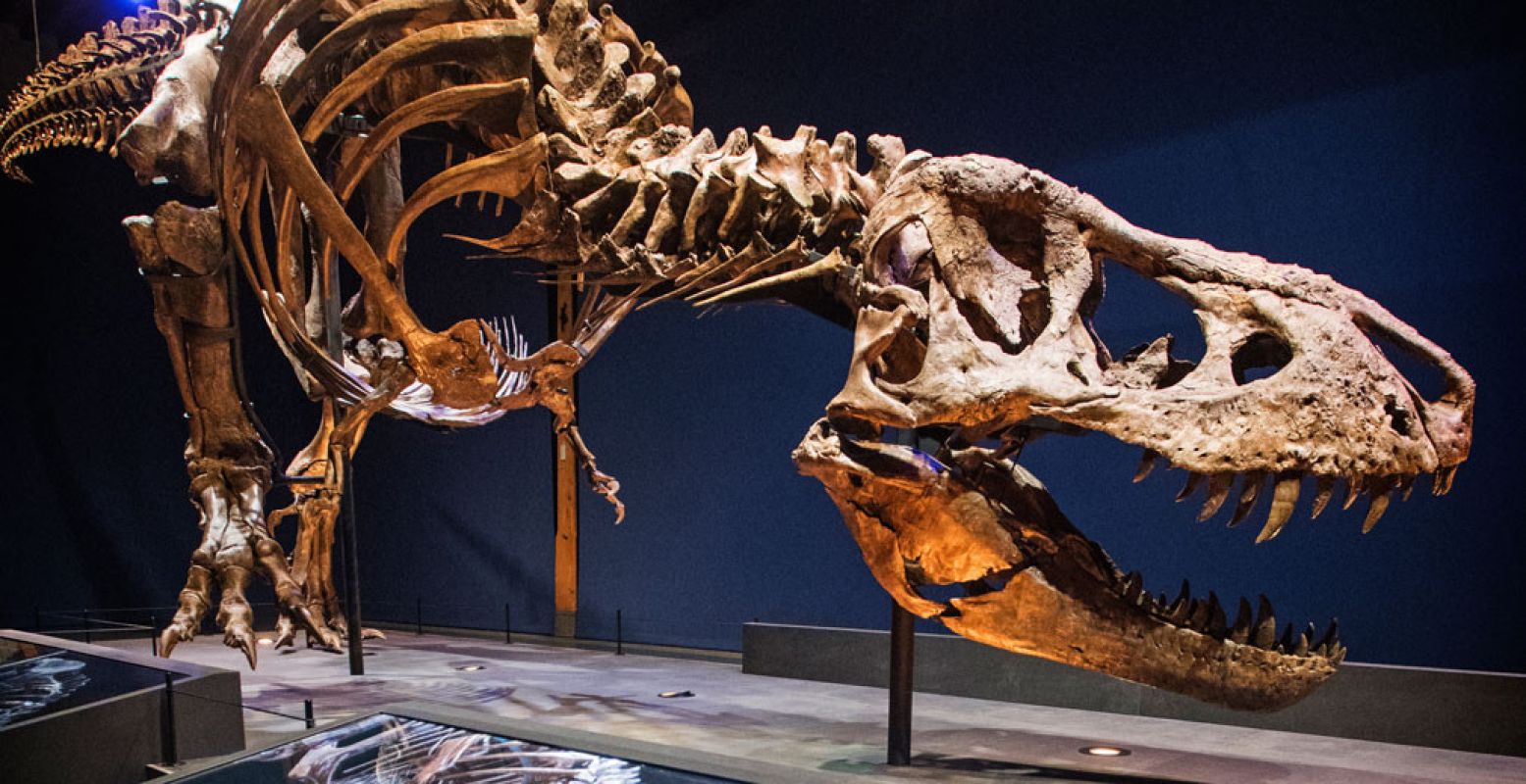 Tyrannosaurus rex Trix in de tentoonstelling T. rex in Town. Foto: Marten van Dijl/Naturalis.