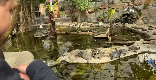 Reportage: laat je verrassen door Almere Jungle Bij de schildpadden kun je wel urenlang kijken. Foto: Jennifer Kapoen © DagjeWeg.NL