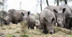 Silent Zoo: urenlang staren, luisteren en relaxen