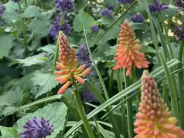 Eco opentuindag Velt_Naturalistische dwaaltuin Salvia verticilata met Kniphofia 'Alcazar', Foto: Carla Rovers