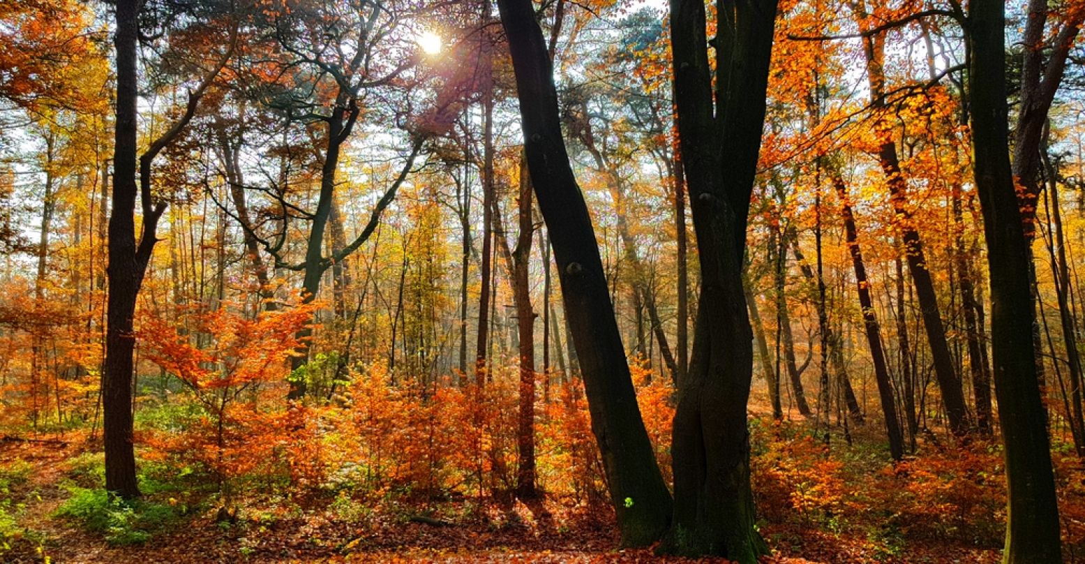 Geniet van de prachtige herfstkleuren tijdens de Achtkastelenroute. Foto: DagjeWeg.NL / Tonny van Oosten.