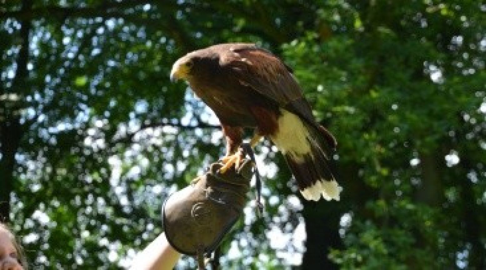 Om de beurt mogen alle gasten de vogels op hun hand houden. Foto: Jacob-Jan Weststrate