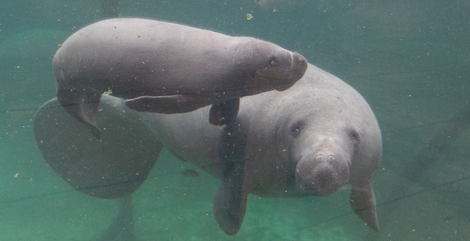 Bewonder de kleine zeekoe in Burgers' Zoo. Foto: Koninklijke Burgers' Zoo