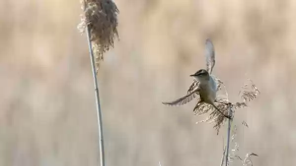 Foto ge&uuml;pload door gebruiker Staatsbosbeheer.