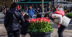 Amsterdam vol bloeiende tulpen