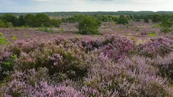 bloeiende heide | Foto geüpload door gebruiker Staatsbosbeheer. bloeiende heide | Foto geüpload door gebruiker Staatsbosbeheer.