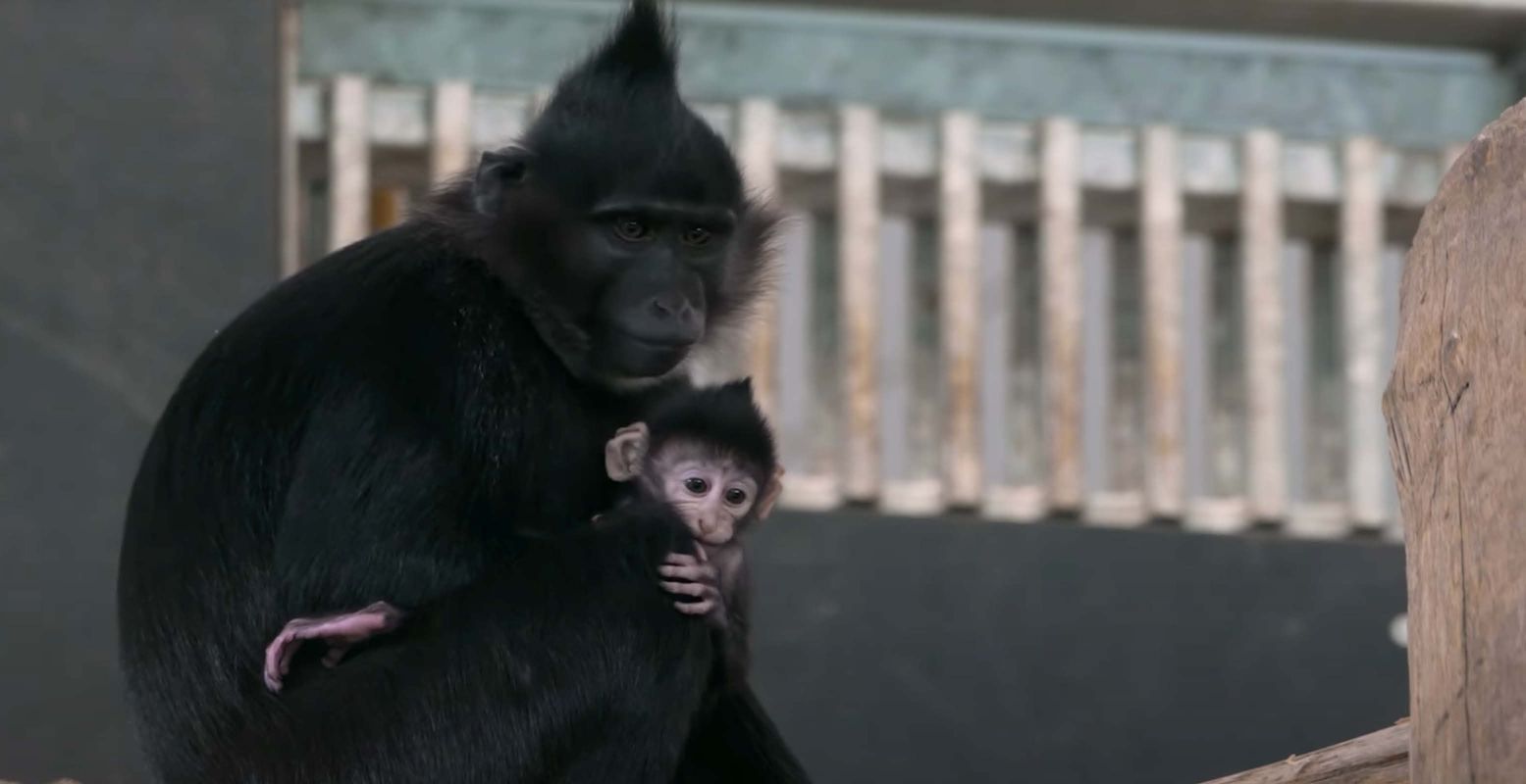 Kun jij de kleine kuifmangabey spotten bij zijn moeder? Foto: GaiaZoo (still uit YouTube-video)