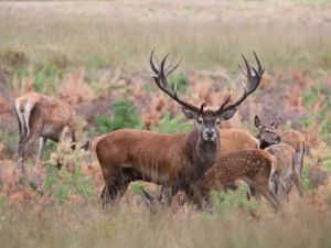 Spot een edelhert op de heide. Foto: Nationale Park de Hoge Veluwe