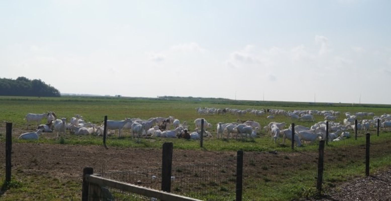 Daar zijn de witte geiten! Foto: Grytsje Anna Pietersma