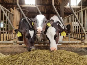 Kaasboerderij Schellach In een aparte stal zijn heel kleine en grotere kalfjes te aaien. Foto: DagjeWeg.NL