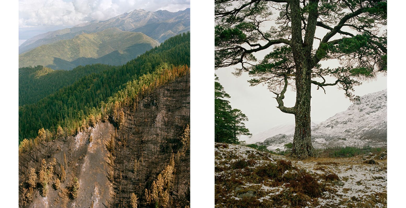 Links: Rusland, Boerjatië, augustus 2019 - Schade van een bosbrand in Siberië. Rechts: Een van de boomportretten, waarop je de bomen als karakters ziet. Foto's: Jeroen Toirkens - Courtesy Kahmann Gallery