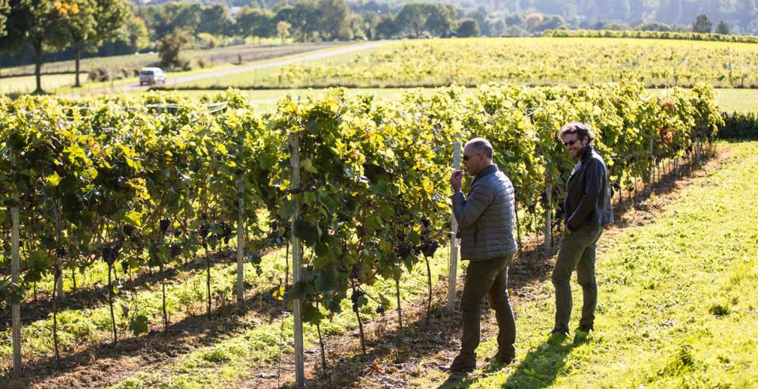 Zuid-Frankrijk? Nee, Zuid-Limburg! Dit idyllische plaatje is gemaakt bij een wijngaard bij Elkenrade. Foto: © Visit Zuid-Limburg