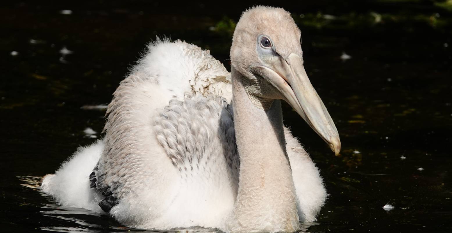 Het kroeskoppelikaantje zwemt al. Foto: Dierenpark Amersfoort © Het kroeskoppelikaantje zwemt al. Foto: Dierenpark Amersfoort ©