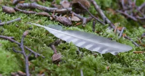 OERRR Sporen zoeken met de boswachter in _s-Graveland OERRR Sporen zoeken met de boswachter in 's-Graveland | Foto geüpload door gebruiker Natuurmonumenten.