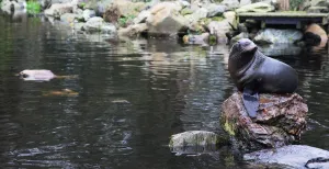 Waggelen tussen de pinguïns in AquaZoo Friesland Een Zuid-Amerikaanse zeebeer poseert elegant voor de camera. Foto: DagjeWeg.NL.