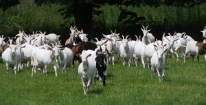 Over de foto: Tientallen geiten staan te trappelen om geaaid te worden. Foto: Geitenboerderij Ridammerhoeve. Tientallen geiten staan te trappelen om geaaid te worden. Foto: Geitenboerderij Ridammerhoeve.