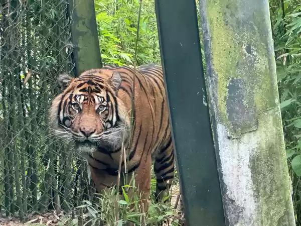 Ontdek de Sumatraanse tijger tussen de bamboe. Foto: Diergaarde Blijdorp