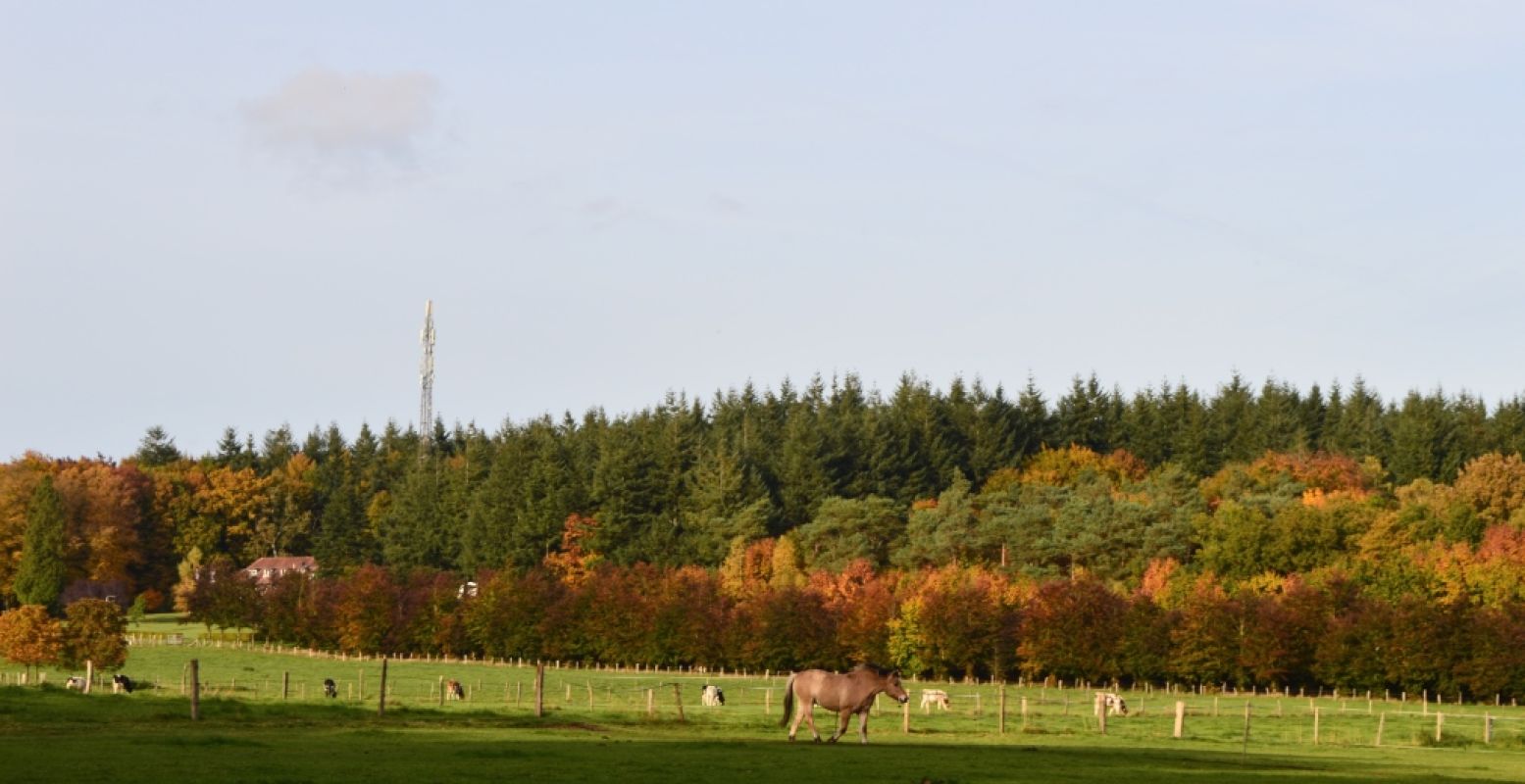 Ontdek een paar van de mooiste bossen en natuurgebieden van Nederland. Foto: DagjeWeg.NL.