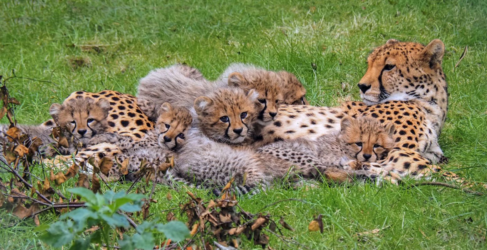 De zes cheetawelpjes van Safaripark Beekse Bergen zijn nu te bewonderen voor alle bezoekers. Foto: Beekse Bergen / Mariska Vermij - van Dijk