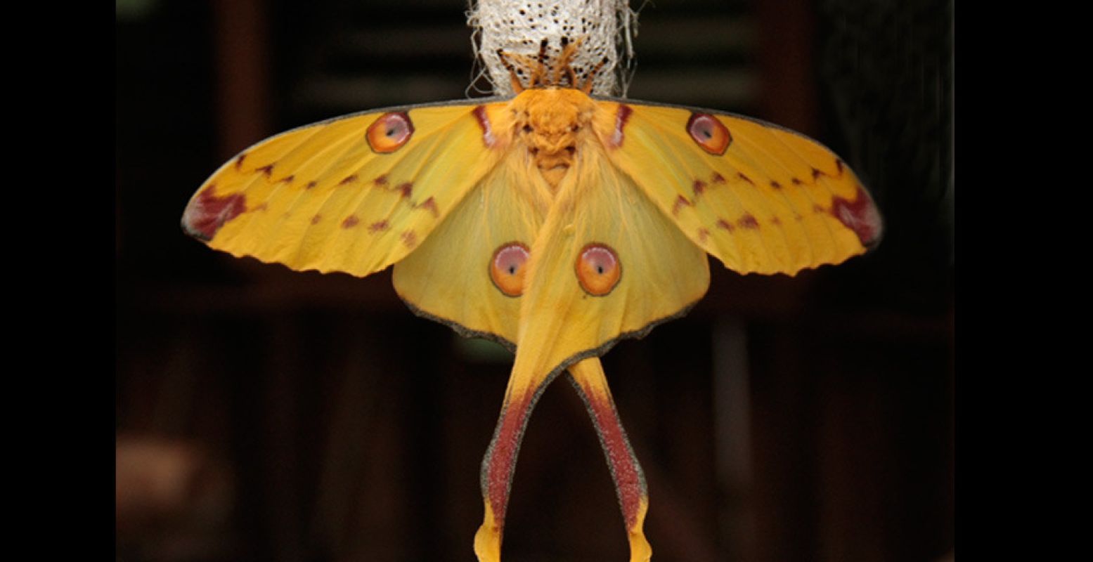 Bijzonder: de komeetstaartvlinder leeft maar een paar dagen. Foto: Orchideeën Hoeve