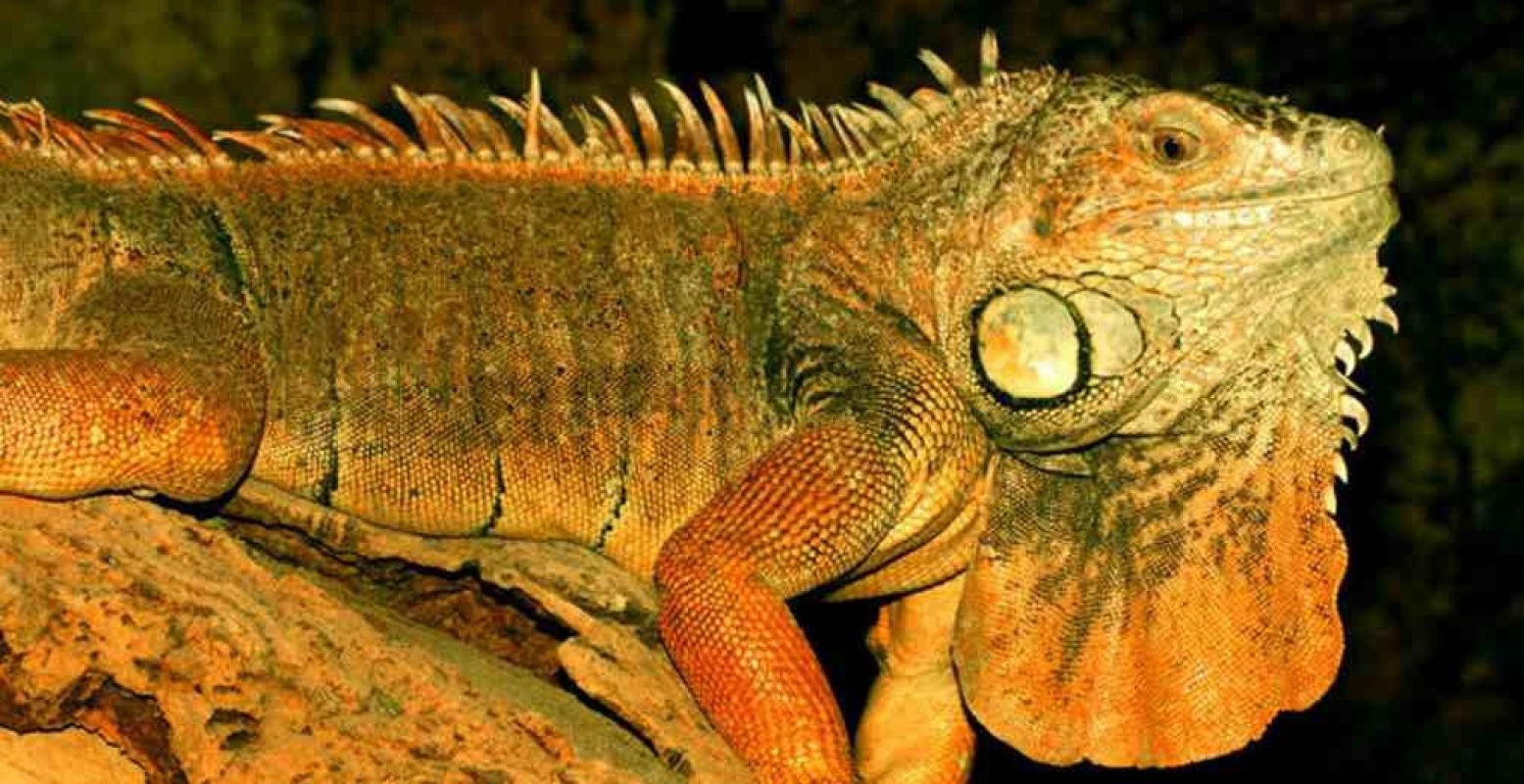 Bewonder de meest vreemde reptielen. Foto: Reptielenzoo Iguana