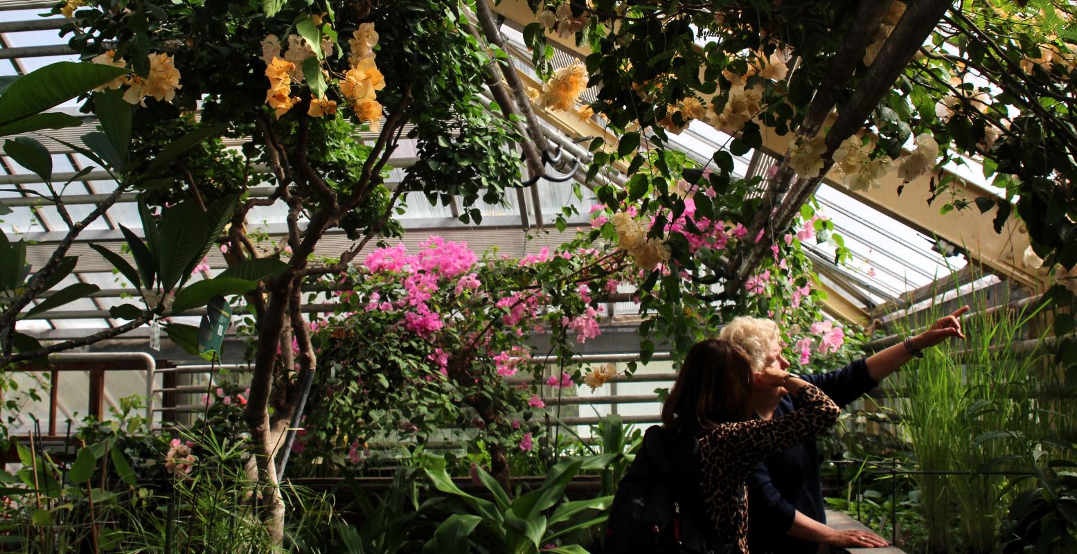 Je kijkt je ogen uit in de tropische kas van Hortus Botanicus Leiden. Foto: DagjeWeg.NL Je kijkt je ogen uit in de tropische kas van Hortus Botanicus Leiden. Foto: DagjeWeg.NL