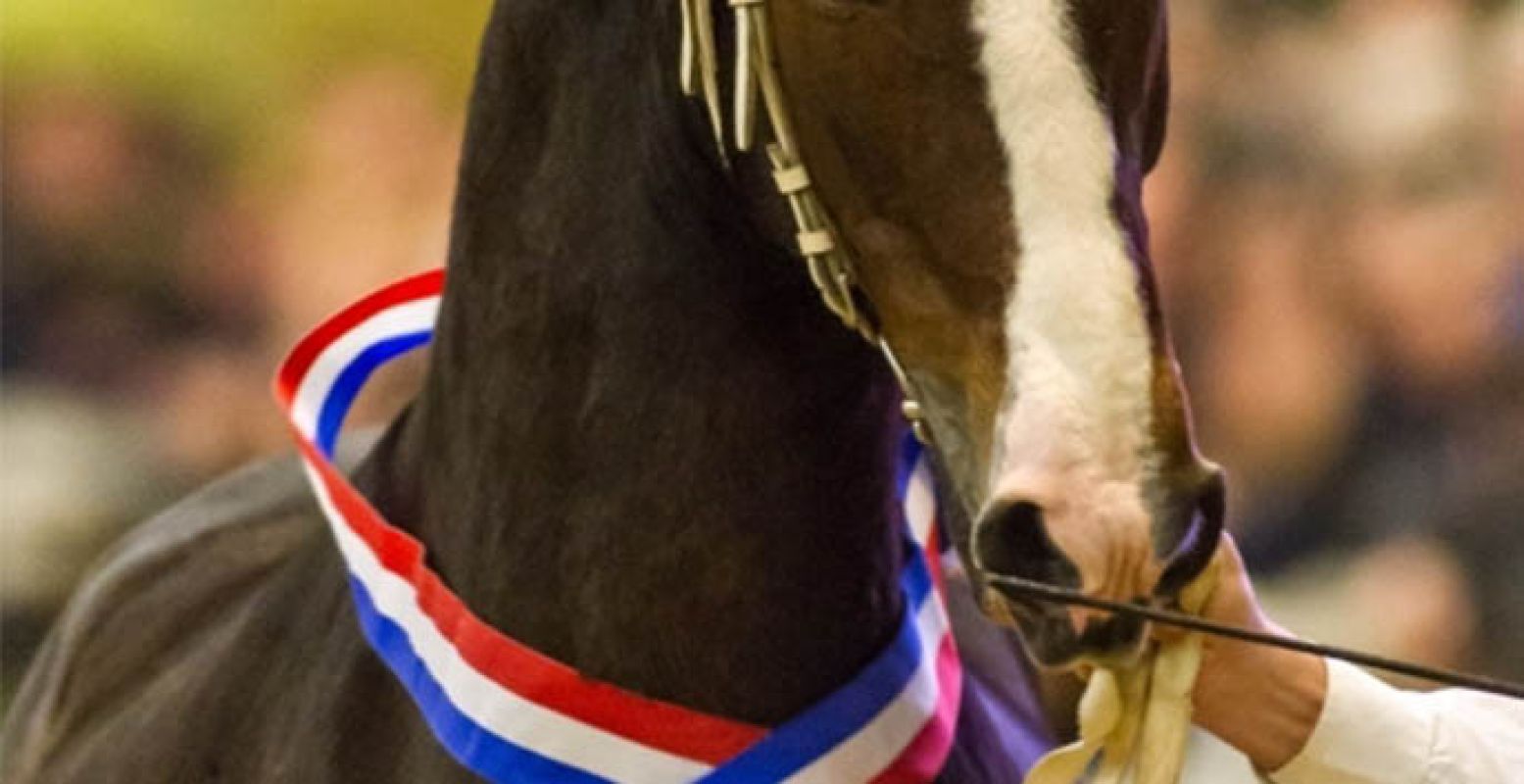 Dol op je edele viervoeter? Dan mag je PAARD zeker niet missen. Foto: PAARD Hardenberg