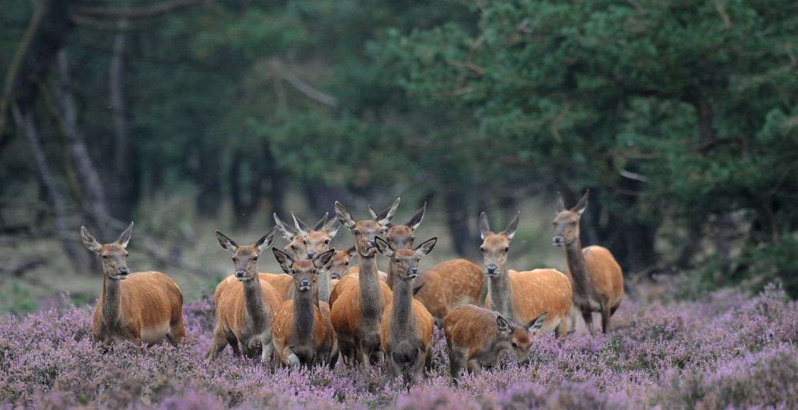 Reeën spot je in Het Nationale Park De Hoge Veluwe. Foto: Wim Weenink