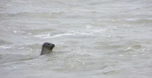 Toverachtig Terschelling 'Seal'. Foto:  evil nickname . Licentie:  Sommige rechten voorbehouden . Bron:  Flickr.com 