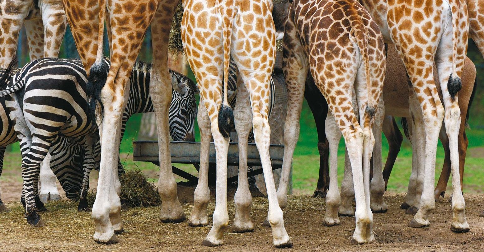 Dieren leven gemoedelijk samen op de Arnhemse savanne. Foto: Koninklijke Burgers' Zoo