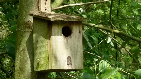Nestkastjes timmeren in het Drents-Friese Wold Nestkastje in een boom | Foto ge&uuml;pload door gebruiker Staatsbosbeheer.