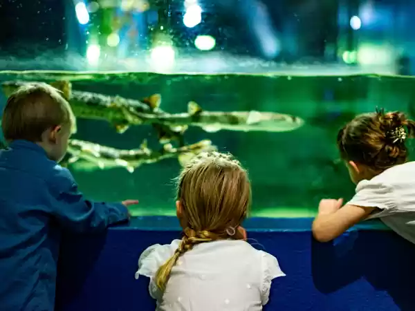 Museum en Noordzeeaquarium Bewonder de zeedieren van het Noordzee-aquarium. Foto: Fort Kijkduin © Bob Sebastian