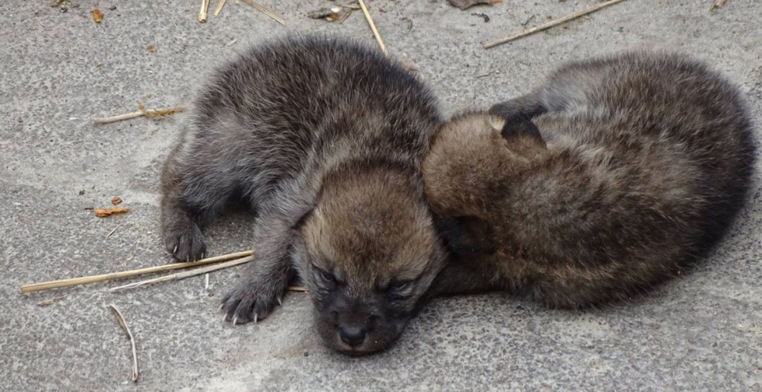 De Hudson Bay wolfjes.  Foto:  Facebookpagina Park Oikos 